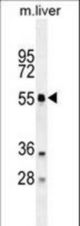 ATG4D Antibody western blot of mouse liver tissue lysates (35 ug/lane). The ATG4D antibody detected the ATG4D protein (arrow).