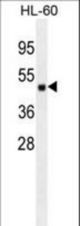 ATG4D antibody western blot of HL-60 cell line lysates (35 ug/lane). The ATG4D antibody detected the ATG4D protein (arrow).