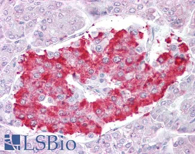 Anti-ATG4D antibody IHC of human pancreas. Immunohistochemistry of formalin-fixed, paraffin-embedded tissue after heat-induced antigen retrieval. Antibody LS-B6488 concentration 2.5 ug/ml.
