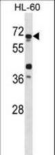 APG4D Antibody (L235) western blot of HL-60 cell line lysates (35 ug/lane). The APG4D antibody detected the APG4D protein (arrow).