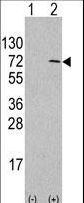 Western blot of anti-hAPG4D-L235 antibody in 293 cell line lysates transiently transfected with the APG4D gene (2 ug/lane). hAPG4D-L235(arrow) was detected using the purified antibody.