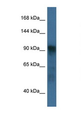 ATG9A antibody LS-C145291 Western blot of Mouse Pancreas lysate. Antibody concentration 1 ug/ml.