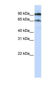 ATG9A antibody LS-C111001 Western blot of Jurkat lysate.