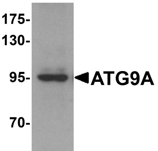 Western blot of mouse heart tissue lysate probed with Rabbit anti-Human ATG9A