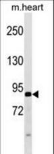 APG9L1 Antibody (W267) western blot of mouse heart tissue lysates (35 ug/lane). The APG9L1 antibody detected the APG9L1 protein (arrow).