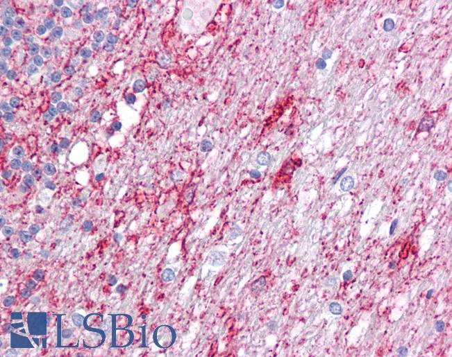 Anti-ATG9A antibody IHC of human brain, cerebellum. Immunohistochemistry of formalin-fixed, paraffin-embedded tissue after heat-induced antigen retrieval. Antibody LS-B6984 concentration 5 ug/ml.