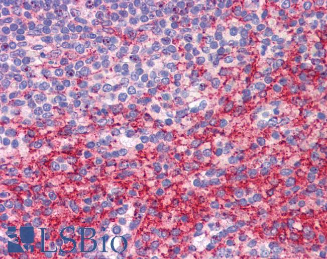 Anti-ATG9B / APG9L2 antibody IHC of human spleen. Immunohistochemistry of formalin-fixed, paraffin-embedded tissue after heat-induced antigen retrieval. Antibody LS-B5275 concentration 5 ug/ml.