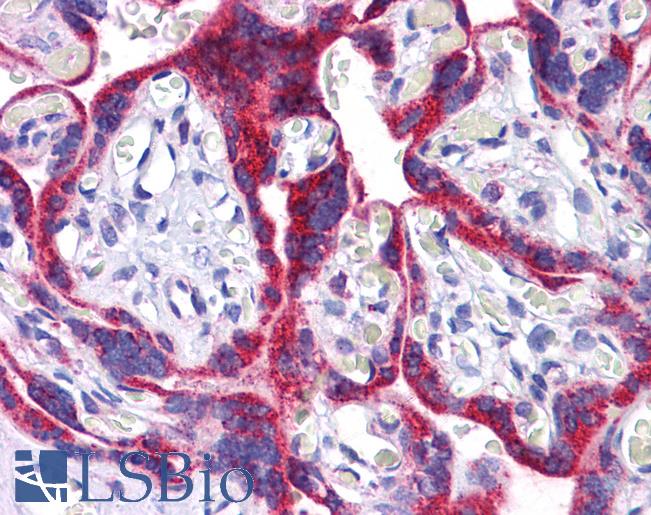 Anti-ATG9B / APG9L2 antibody IHC of human placenta. Immunohistochemistry of formalin-fixed, paraffin-embedded tissue after heat-induced antigen retrieval. Antibody LS-B5275 concentration 5 ug/ml.