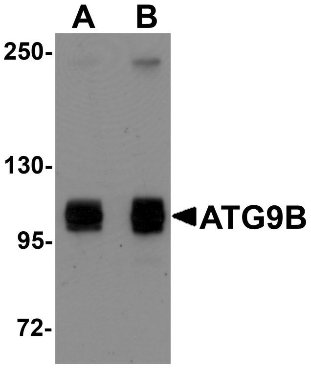 Western blot analysis of ATG9B in HeLa cell lysate with ATG9B antibody at (A) 1 and (B) 2 ug/ml.