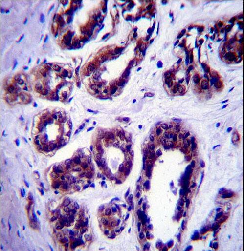 ATG9B Antibody immunohistochemistry of formalin-fixed and paraffin-embedded human pancreas tissue followed by peroxidase-conjugated secondary antibody and DAB staining.