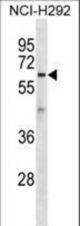 ATL1 Antibody western blot of NCI-H292 cell line lysates (35 ug/lane). The ATL1 antibody detected the ATL1 protein (arrow).