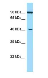ATL2 antibody Western Blot of Mouse Pancreas.