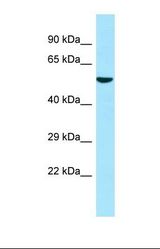 Western blot of Human 293T. ATL3 antibody dilution 1.0 ug/ml.