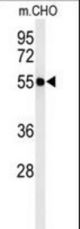 Western blot of ATL3 Antibody in CHO cell line lysates (35 ug/lane). ATL3 (arrow) was detected using the purified antibody.