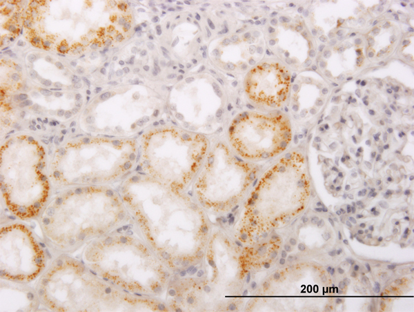 Immunoperoxidase of monoclonal antibody to PHACS on formalin-fixed paraffin-embedded human kidney (antibody concentration 3 ug/ml).