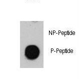 Dot blot of anti-Phospho-ATM-pS1981 Antibody on nitrocellulose membrane. 50ng of Phospho-peptide or Non Phospho-peptide per dot were adsorbed. Antibody working concentrations are 0.5ug per ml.