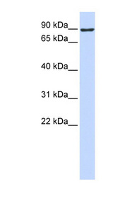 ATMIN / ASCIZ antibody LS-C109676 Western blot of 293T cell lysate.