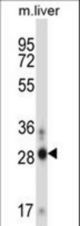 ATOH8 Antibody western blot of mouse liver tissue lysates (35 ug/lane). The ATOH8 antibody detected the ATOH8 protein (arrow).