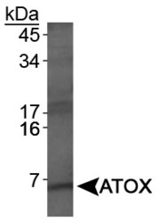ATOX1 Antibody - Western Blot on HeLa whole cell extract.