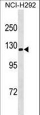 ATP1A3 Antibody western blot of NCI-H292 cell line lysates (35 ug/lane). The ATP1A3 antibody detected the ATP1A3 protein (arrow).