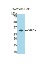 Western blot of recombinant ATP1B1.