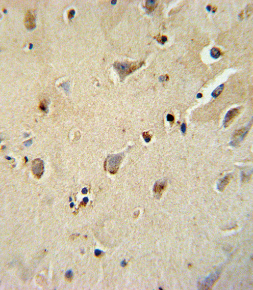 ATP1B1 Antibody immunohistochemistry of formalin-fixed and paraffin-embedded human brain tissue followed by peroxidase-conjugated secondary antibody and DAB staining.