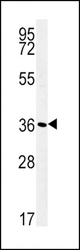 ATP1B1 Antibody western blot of WiDr cell line lysates (35 ug/lane). The ATP1B1 antibody detected the ATP1B1 protein (arrow).