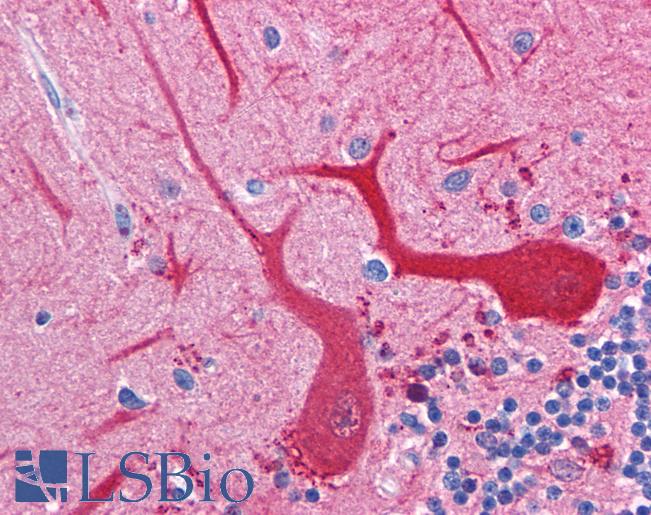 Anti-ATP1B1 antibody IHC of human brain, cerebellum. Immunohistochemistry of formalin-fixed, paraffin-embedded tissue after heat-induced antigen retrieval. Antibody LS-B235 dilution 1:400.