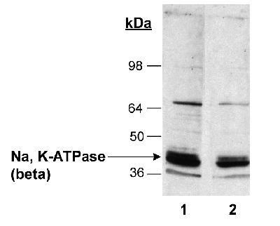 Detection of Na, K-ATPase (beta) in rat kidney homogenates (20 ug) Lane 1:1:2500 primary. Lane 2:1:5000 primary.