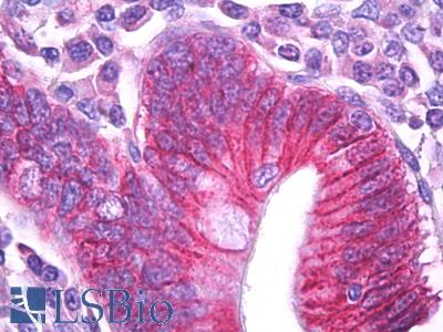 Anti-ATP1B1 antibody IHC of human small intestine. Immunohistochemistry of formalin-fixed, paraffin-embedded tissue after heat-induced antigen retrieval. Antibody LS-B7227 concentration 5 ug/ml.