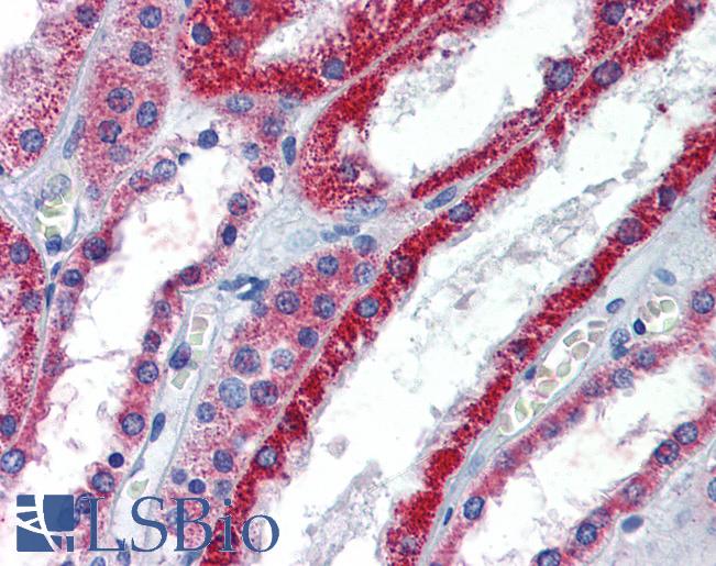 Anti-ATP1B1 antibody IHC of human kidney. Immunohistochemistry of formalin-fixed, paraffin-embedded tissue after heat-induced antigen retrieval. Antibody LS-B5781 concentration 5 ug/ml.