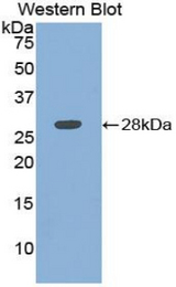 Western blot of recombinant ATP1B3.