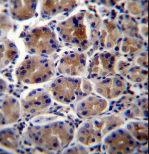 ATP1B3 Antibody immunohistochemistry of formalin-fixed and paraffin-embedded human stomach tissue followed by peroxidase-conjugated secondary antibody and DAB staining.
