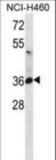 ATP1B3 Antibody western blot of NCI-H460 cell line lysates (35 ug/lane). The ATP1B3 antibody detected the ATP1B3 protein (arrow).