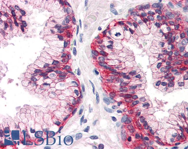 Anti-ATP1B3 antibody LS-A9783 IHC of human prostate. Immunohistochemistry of formalin-fixed, paraffin-embedded tissue after heat-induced antigen retrieval.