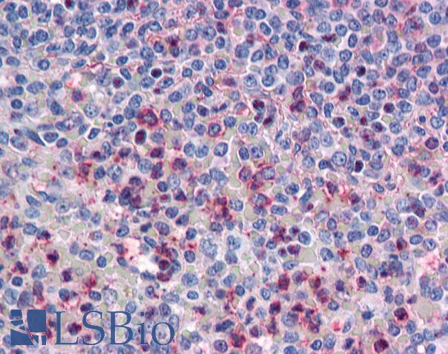 Anti-ATP1B3 antibody LS-A8143 IHC of human spleen. Immunohistochemistry of formalin-fixed, paraffin-embedded tissue after heat-induced antigen retrieval.