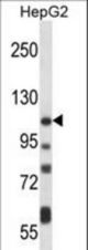 ATP2B4 Antibody western blot of HepG2 cell line lysates (35 ug/lane). The ATP2B4 antibody detected the ATP2B4 protein (arrow).