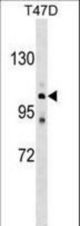 ATP2C1 Antibody western blot of T47D cell line lysates (35 ug/lane). The ATP2C1 antibody detected the ATP2C1 protein (arrow).