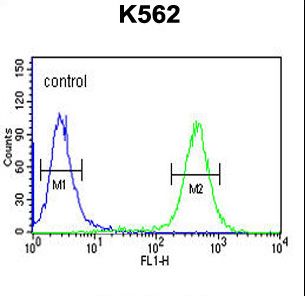 ATP4B Antibody flow cytometry of K562 cells (right histogram) compared to a negative control cell (left histogram). FITC-conjugated goat-anti-rabbit secondary antibodies were used for the analysis.