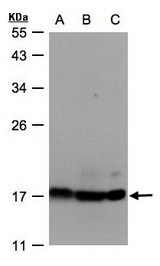 Sample (30 ug whole cell lysate). A: Hep G2, B: MOLT4, C: Raji. 12% SDS PAGE. ATP5D antibody diluted at 1:500