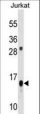 ATP5D Antibody western blot of Jurkat cell line lysates (35 ug/lane). The ATP5D antibody detected the ATP5D protein (arrow).