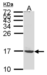 Sample (30g whole cell lysate). A: MOLT4. 15% SDS PAGE. ATP5G1 antibody diluted at 1:1000.