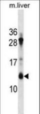 ATP5G1 Antibody western blot of mouse liver tissue lysates (35 ug/lane). The ATP5G1 antibody detected the ATP5G1 protein (arrow).