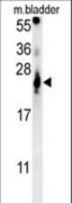 ATP5G2 Antibody western blot of mouse bladder tissue lysates (15 ug/lane). The ATP5G2 antibody detected ATP5G2 protein (arrow).