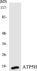 Western blot of the lysates from HepG2 cells using ATP5H antibody.