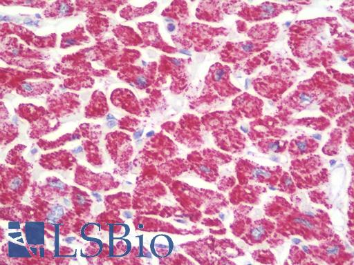 Anti-ATP5H antibody IHC staining of human heart. Immunohistochemistry of formalin-fixed, paraffin-embedded tissue after heat-induced antigen retrieval. Antibody LS-B9712 concentration 10 ug/ml.