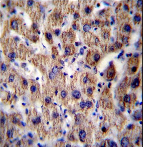 ATP5J Antibody immunohistochemistry of formalin-fixed and paraffin-embedded human liver tissue followed by peroxidase-conjugated secondary antibody and DAB staining.