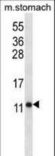 ATP5J Antibody western blot of mouse stomach tissue lysates (35 ug/lane). The ATP5J antibody detected the ATP5J protein (arrow).