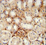 ATP5J2 Antibody immunohistochemistry of formalin-fixed and paraffin-embedded mouse kidney tissue followed by peroxidase-conjugated secondary antibody and DAB staining.