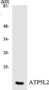 Western blot of the lysates from HeLa cells using ATP5L2 antibody.